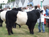 Belted-Galloway-1