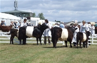 Belted-Galloway-6