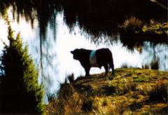 Gammeltjuren spanar ut över dammen