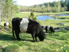 Belted Galloway betar vid dammen på Klintemåla.