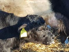 Mätt Belted galloway-kalv