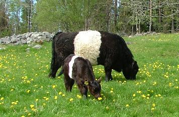 Mor och dotter på grönbete